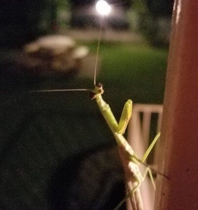 mantis