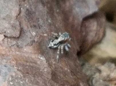 spider