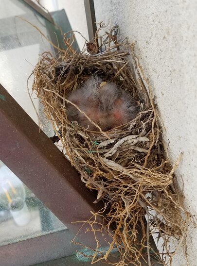 nest