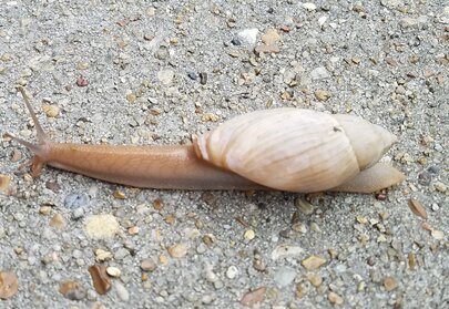 snail