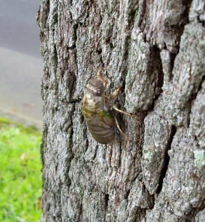 cicada1