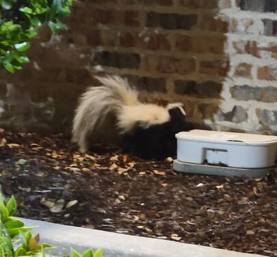 skunk