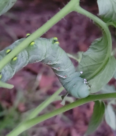 caterpillar