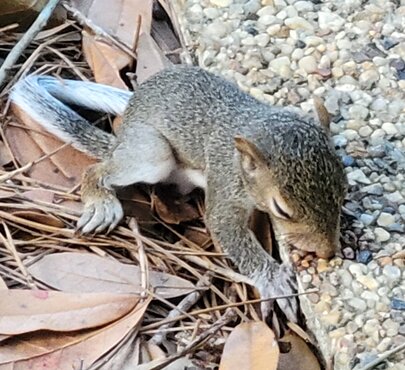 squirrel