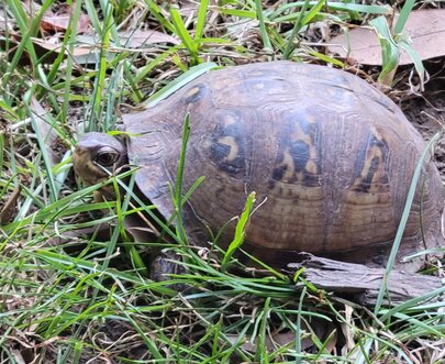 turtle