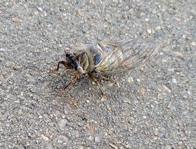cicada2