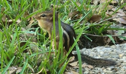 chipmunk