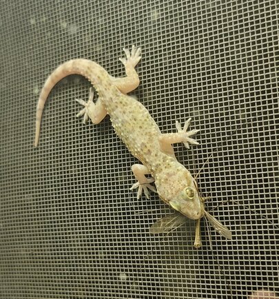 gecko