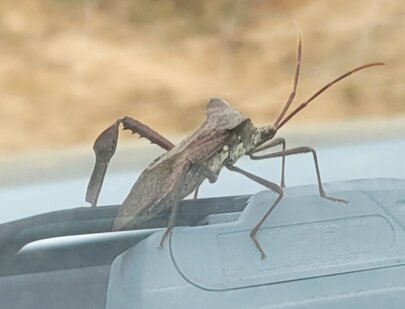 stinkbug