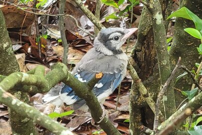 bluejay
