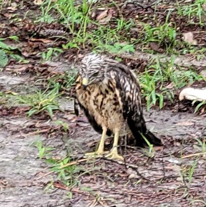 hawk